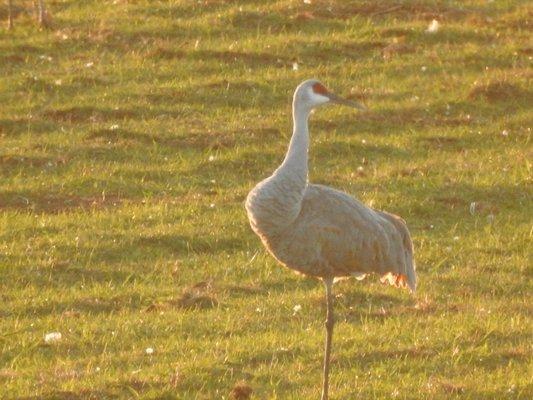 Sandhill Crane