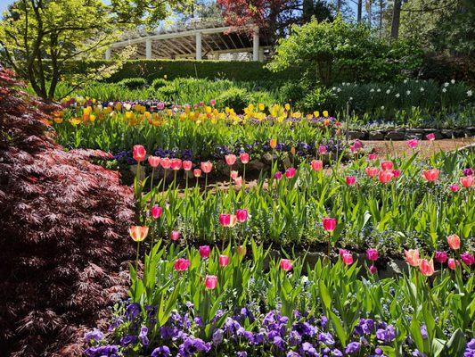 Terrain with layers of tulips