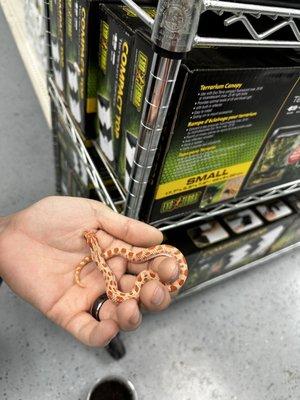 Extreme red albino baby Hognose snake