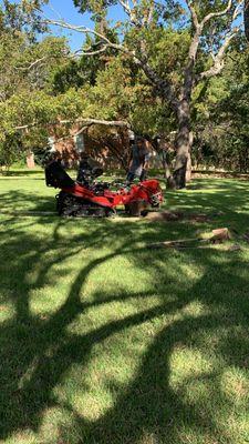 Stump grinding in action!