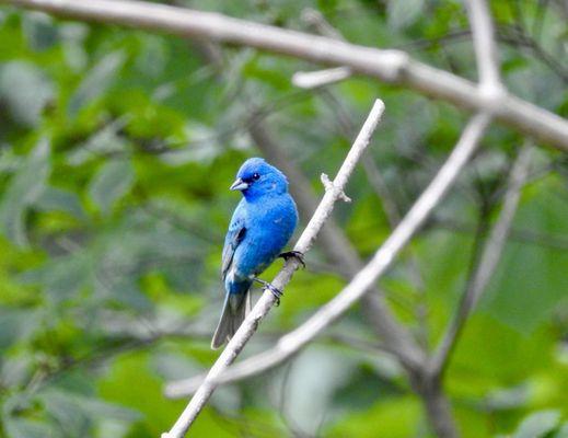 Indigo Bunting