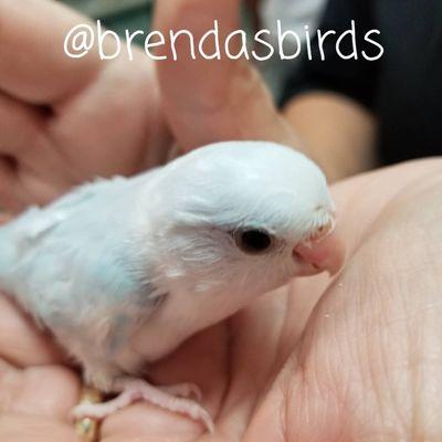 Brenda's Birds