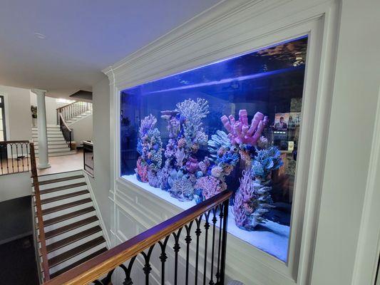 This large 1,500-gallon saltwater aquarium was professionally designed and installed by Aqua Creations and is maintained by our team as well