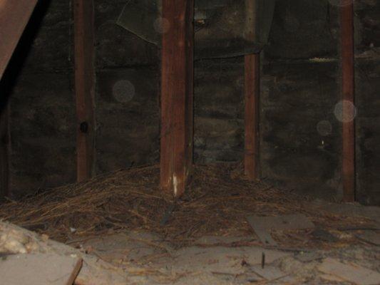 A Pests nest found in customer attic.