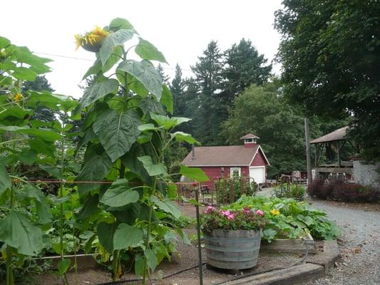 Entrance to the farm, the historic farmhouse.