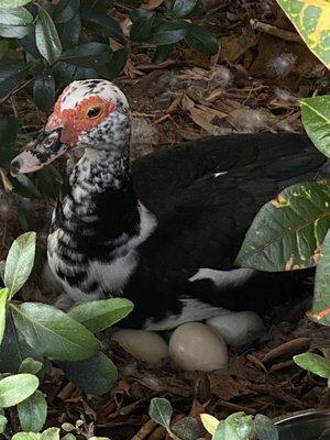 Nice nest in the bushes