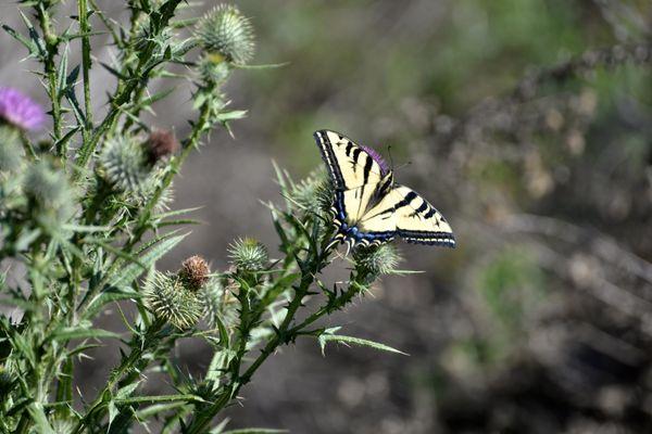 Swallowtail Butterfly on the trail !