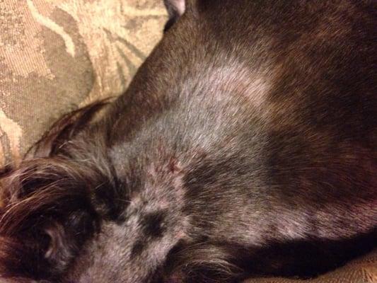 The top of my dog's head where she cut him up.