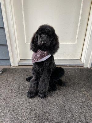 Pepper after her first haircut, about three months old. (note: the shaved patch on her right leg was due to an IV for dental surgery)