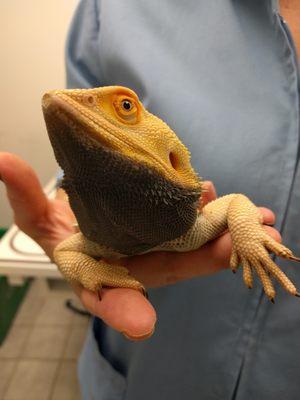 A bearded dragon living up to his name!