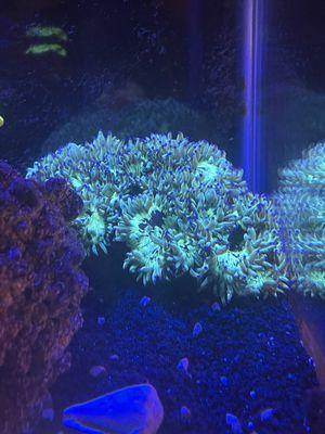 Australian Elegance Coral