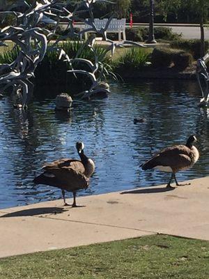 Lakeside birds