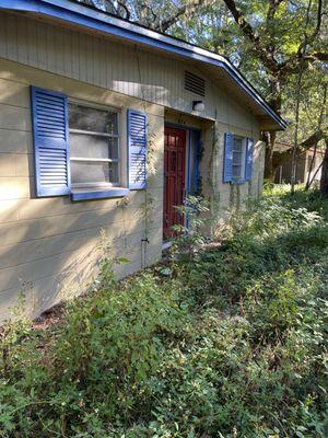 This i a picture of trees growing in the yard before i began work