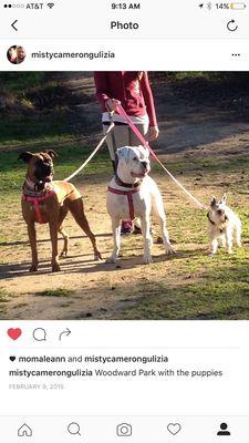 Mattix (Boxer), Max (Boxer) and Miley (Schnauzer)