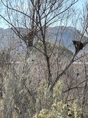 Bobcats hanging out