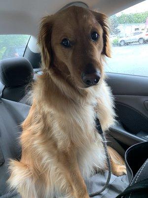 This is right before he went into groomer, you can see all his whispy and wild hairs