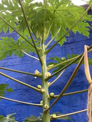 Papaya tree