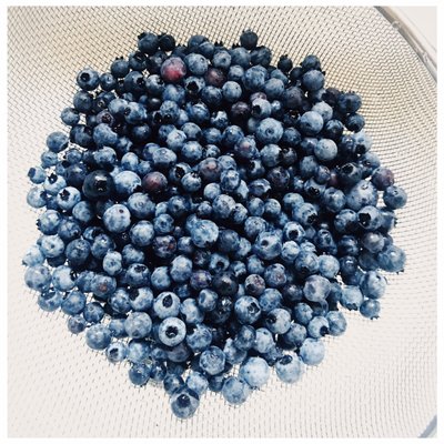 og wild blueberries