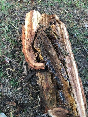 Hive removal from tree trunk.Bee Safe Bee Removal.