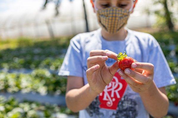 2021 Strawberry Picking at Gizdich Ranch