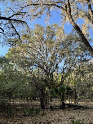 Beautiful Spanish Oak trees everywhere