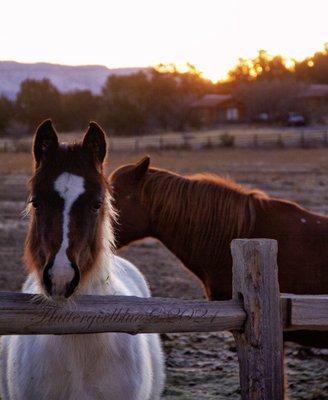 Sweet horses