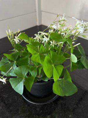 Shamrock plant