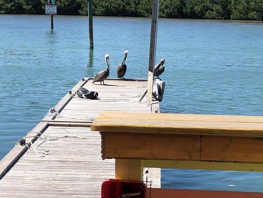 Local wildlife on the pier.