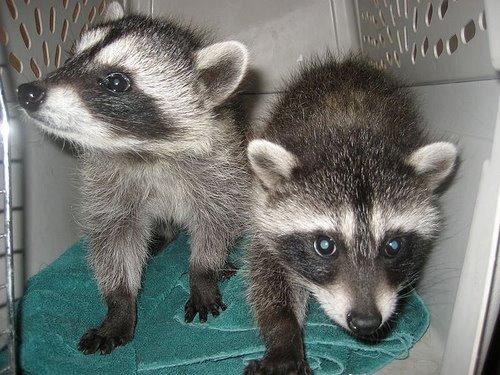 Raccoons, Animal Advocates, Los Angeles, California