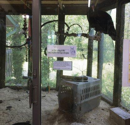 Condor on display in an indoor exhibit.