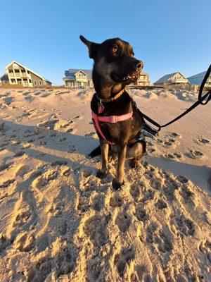 Our rescue pup Aleu. This is her first time to the beach. So happy she could join us for vacation!