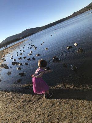 Walking distance from the playground to the lake's edge. Ducks for days.