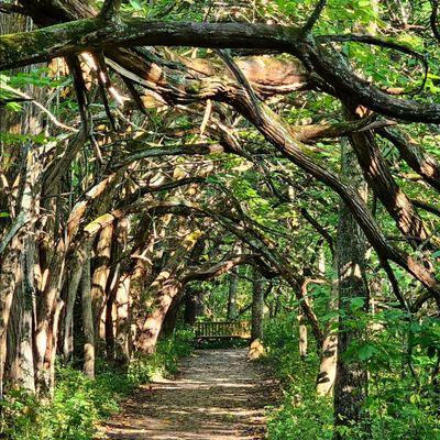 Gorgeous Orange Osage Tunnel, worth checking out!!