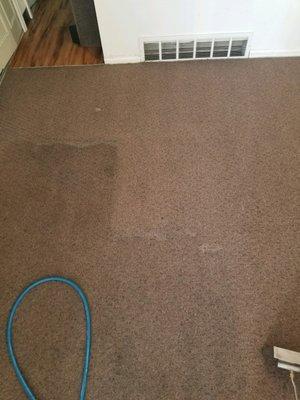 Carpet Cleaning