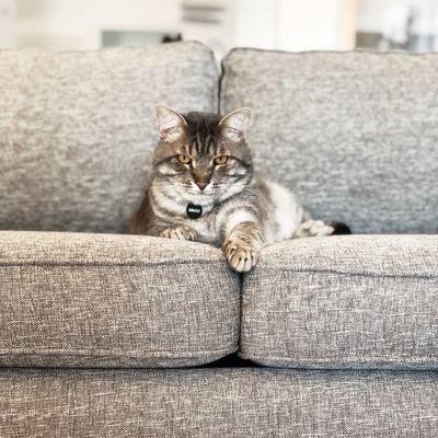 A street cat named Mingus, happy at home