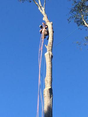 Tree Removal