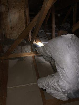 Our team removing insulation out of a rodent infested attic.