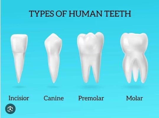 Get to know your teeth!