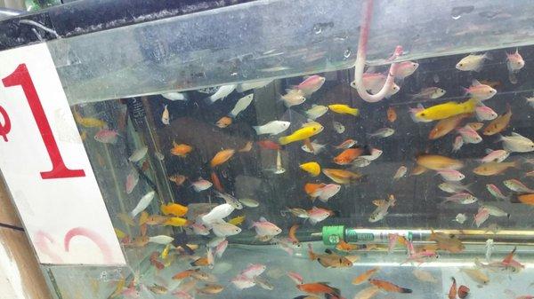 $1 fishes, wow they are cheaper than at Petco