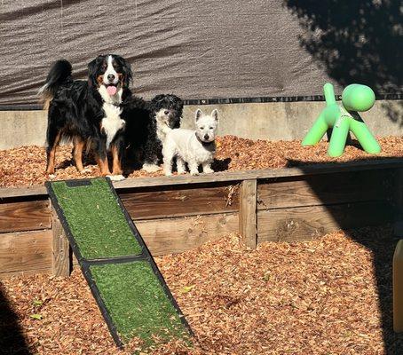 Max, Dottie, and Bobo enjoying the beautiful weather here in Novato, CA!