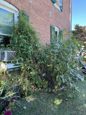 tomato plants outside the house