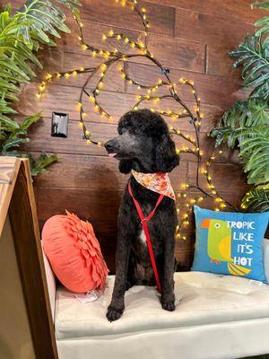 Pure joy after a full grooming experience in Edmond's most caring pet salon.