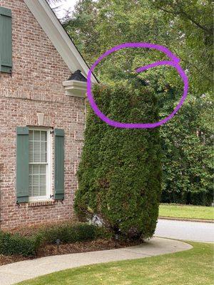 This plan for this tree was to "get it off the house". All they did was cut this point off. What do we do with this?