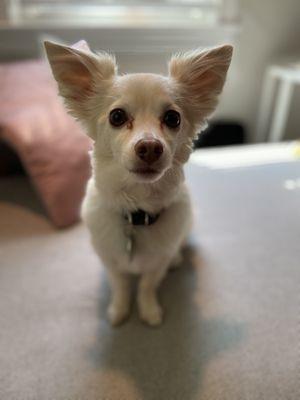 Albus, long haired chihuahua, one day after being groomed!