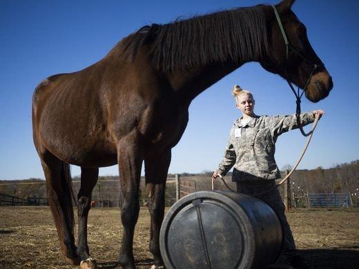 Horse Stable