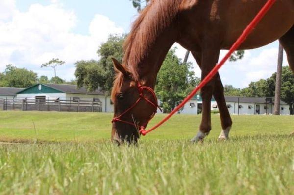 Grazing living the good life