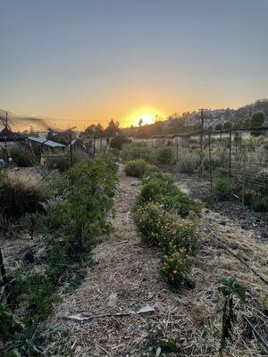 Summer solstice gathering. Field of organic produce