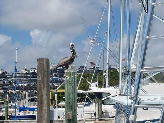 Pelican on the piling near Miss Britt.