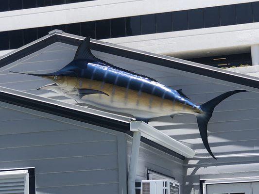 A Sailfish which made the club so popular.