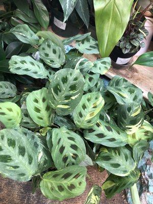 Maranta "Beauty Kim"